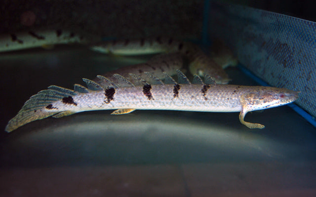Zaire-Flösselhecht - Polypterus delhezi