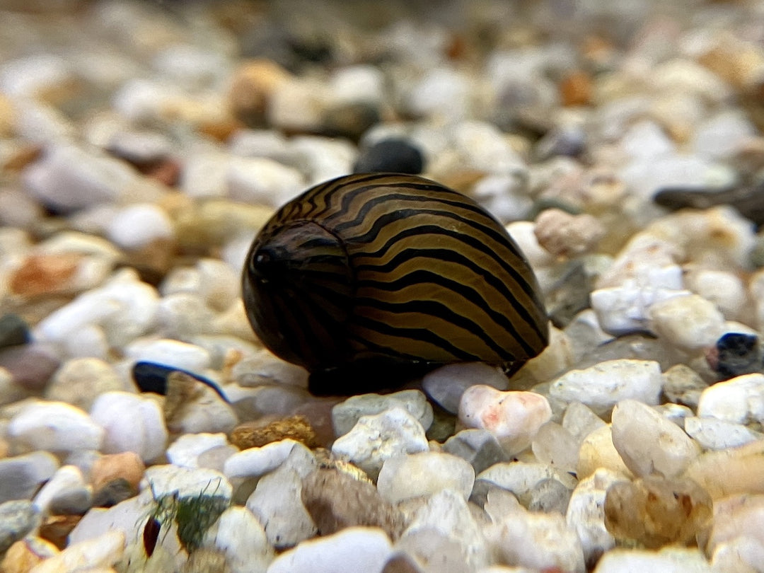 Zebra Rennschnecke - Neritina turrita