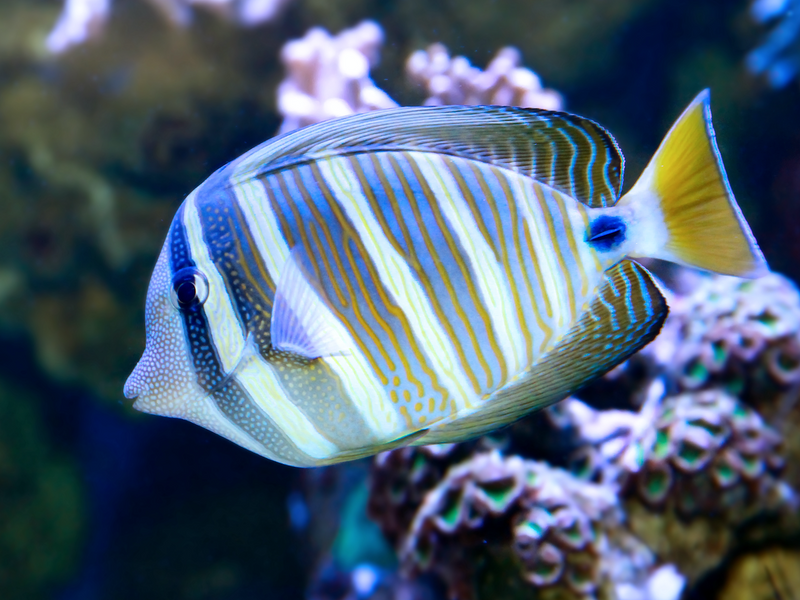 Indischer Segelflossendoktor - Zebrasoma desjardinii