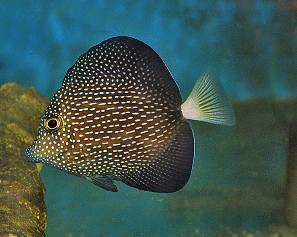 Mauritius Segelflossendoktor - Zebrasoma gemmatum