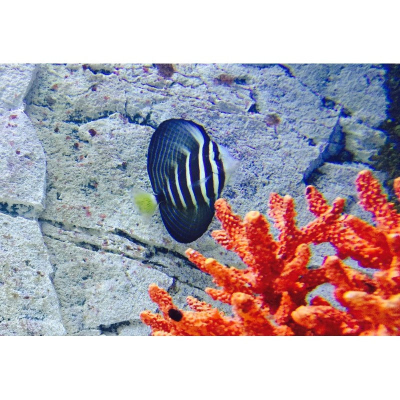 Pazifischer Segelflossendoktor - Zebrasoma veliferum