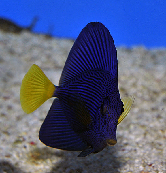Rotmeer Doktorfisch - Zebrasoma xanthurum