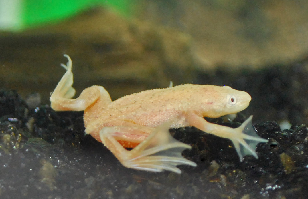 Zwergkrallenfrosch - Hymenochirus boettgeri "Gold"