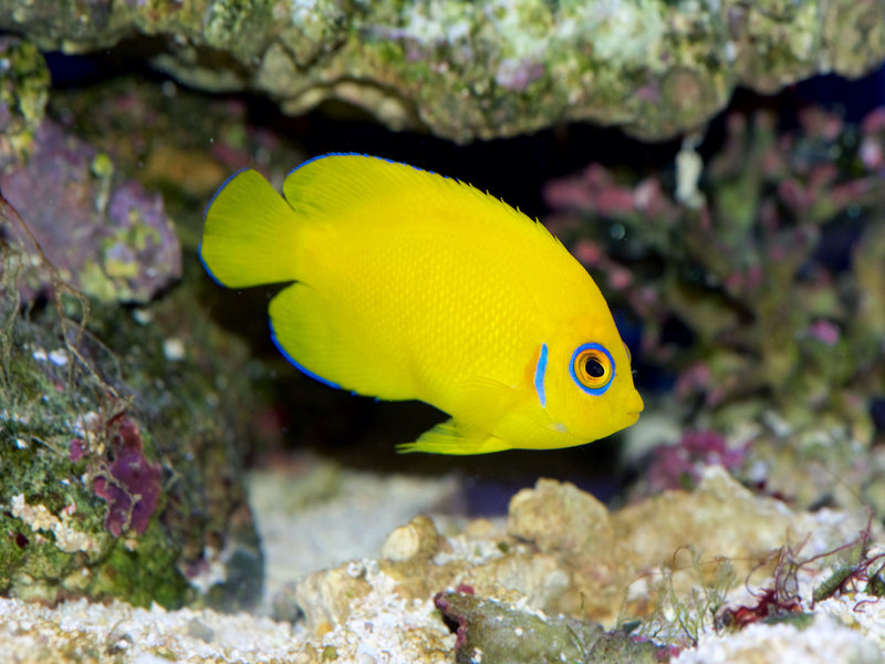 Zitronen Zwergkaiserfisch - Centropyge flavissima