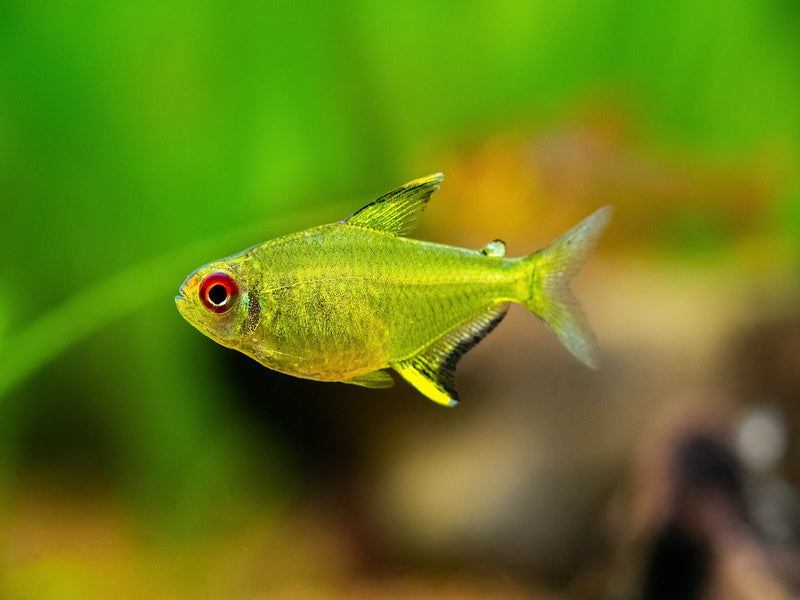Zitronensalmler - Hyphessobrycon pulchripinnis