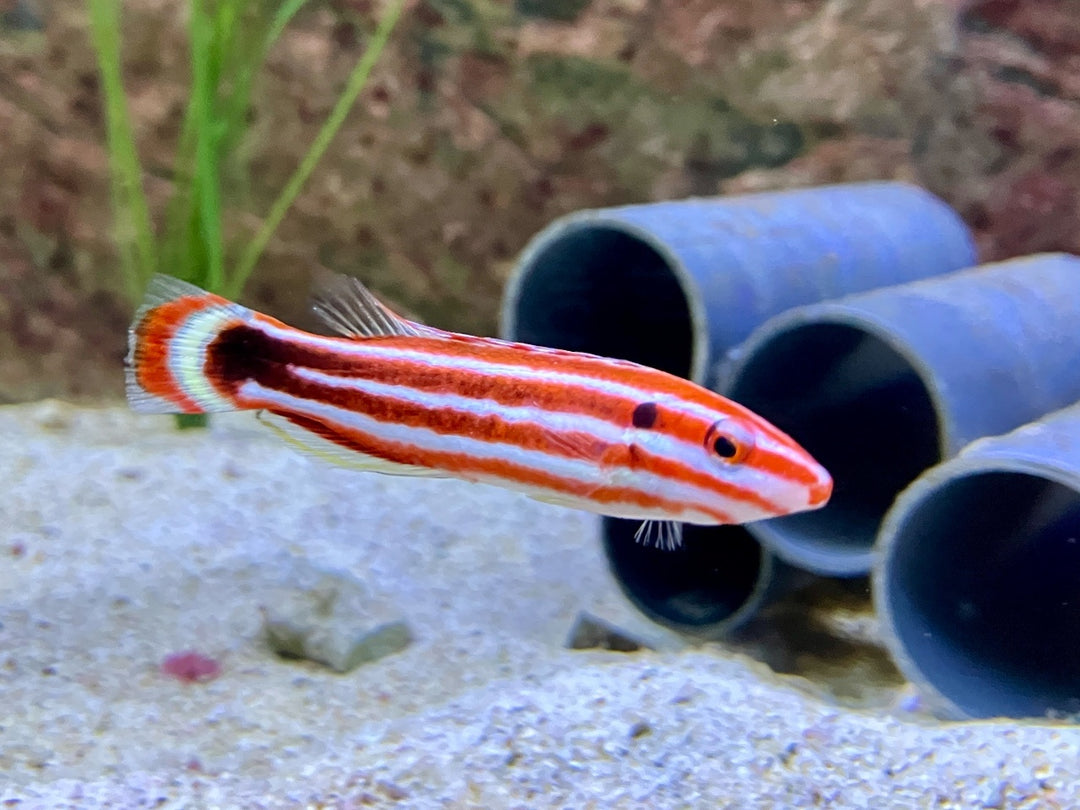 Zuckerstangen Lippfisch - Bodianus sepiacaudus