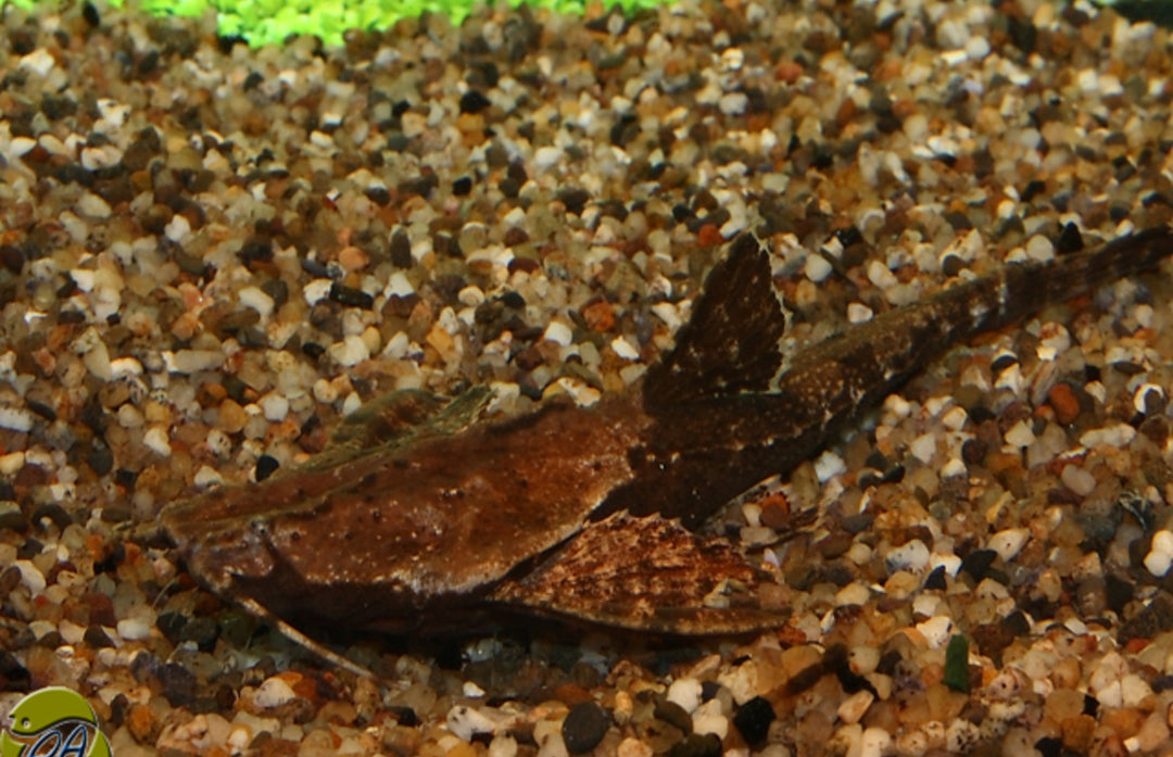 Zweifarbiger Bratpfannenwels - Bunocephalus coracoideus