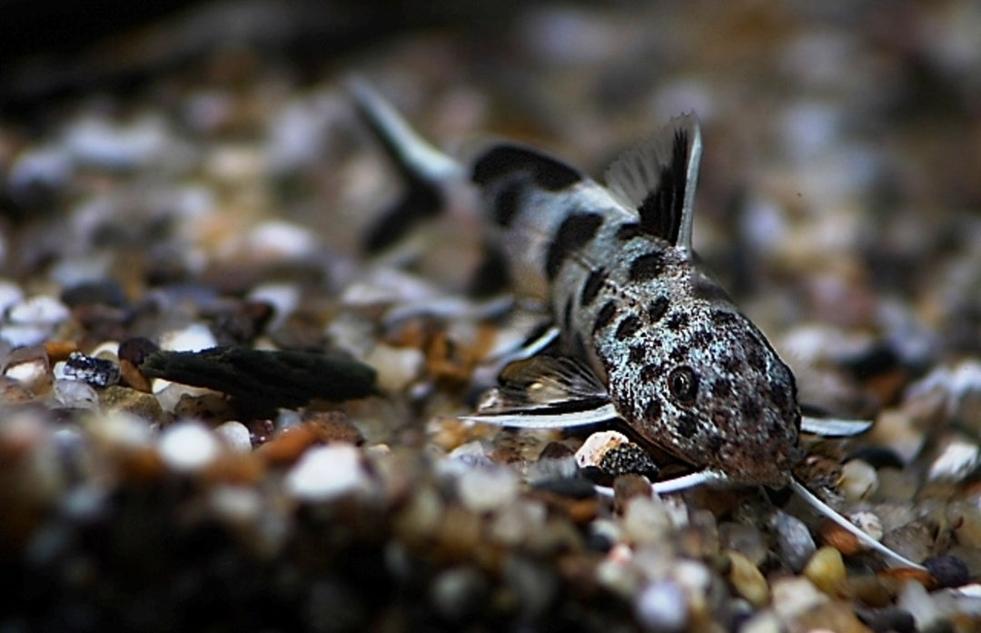 Petricola Zwerg Fiederbartwels - Synodontis lucipinnis