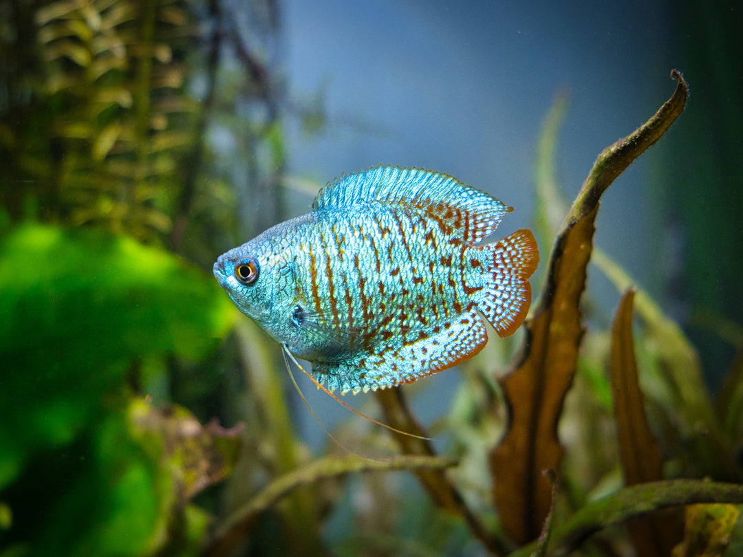 Zwergfadenfisch - Trichogaster lalius