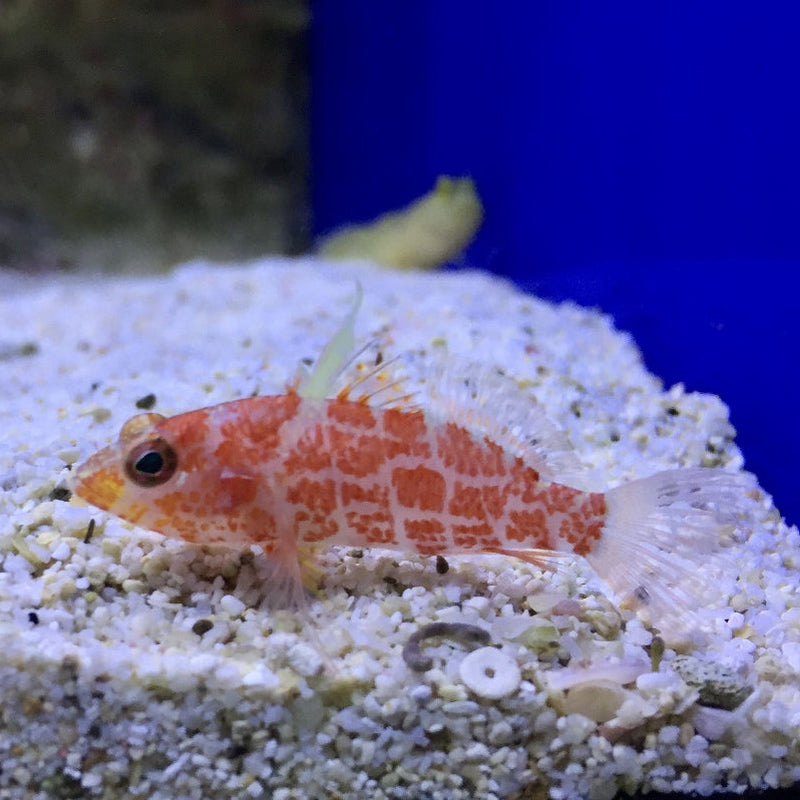 Zwergfahnenbarsch - Plectranthias inermis