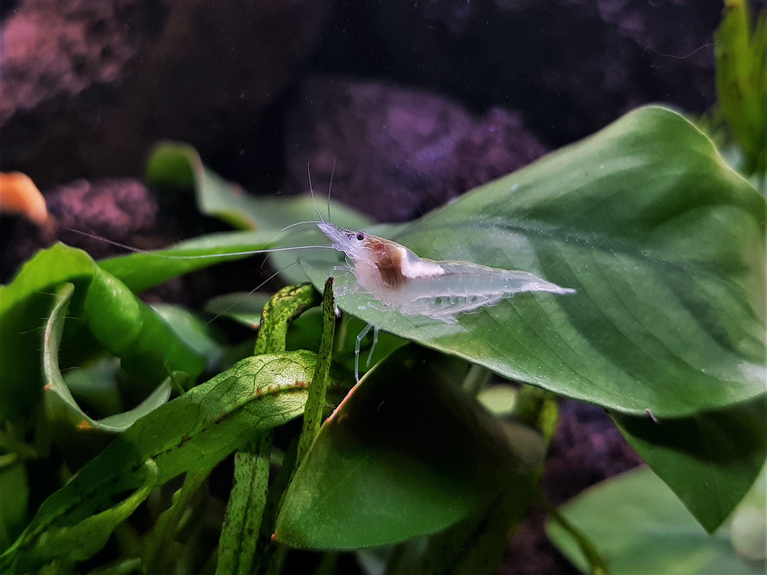 Zwerggarnele - Neocaridina cf. zhangjiajiensis "White Pearl"