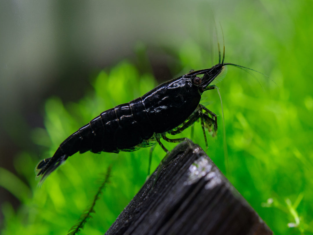Zwerggarnele - Neocaridina davidi "Black Sakura"