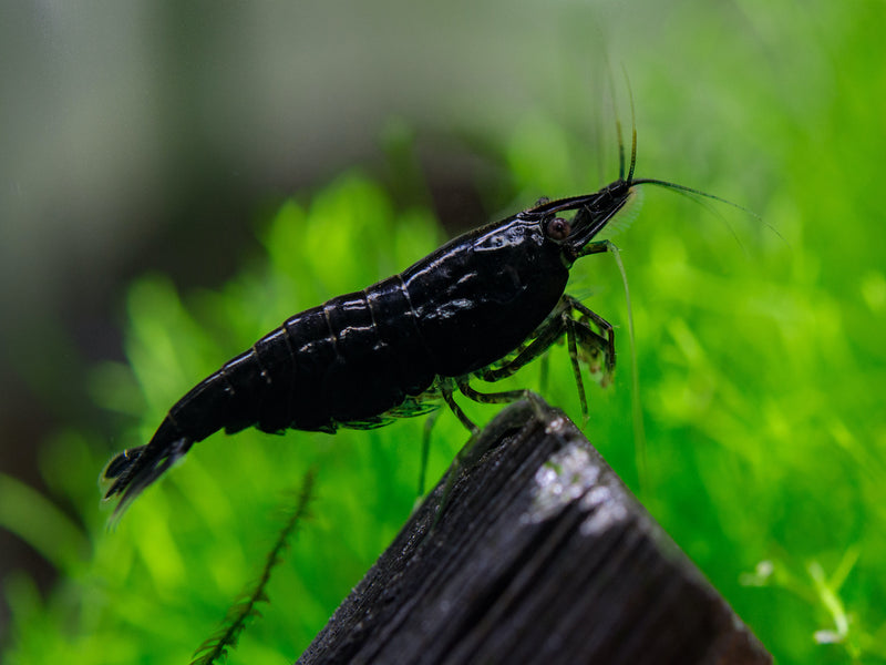Zwerggarnele - Neocaridina davidi "Black Sakura"