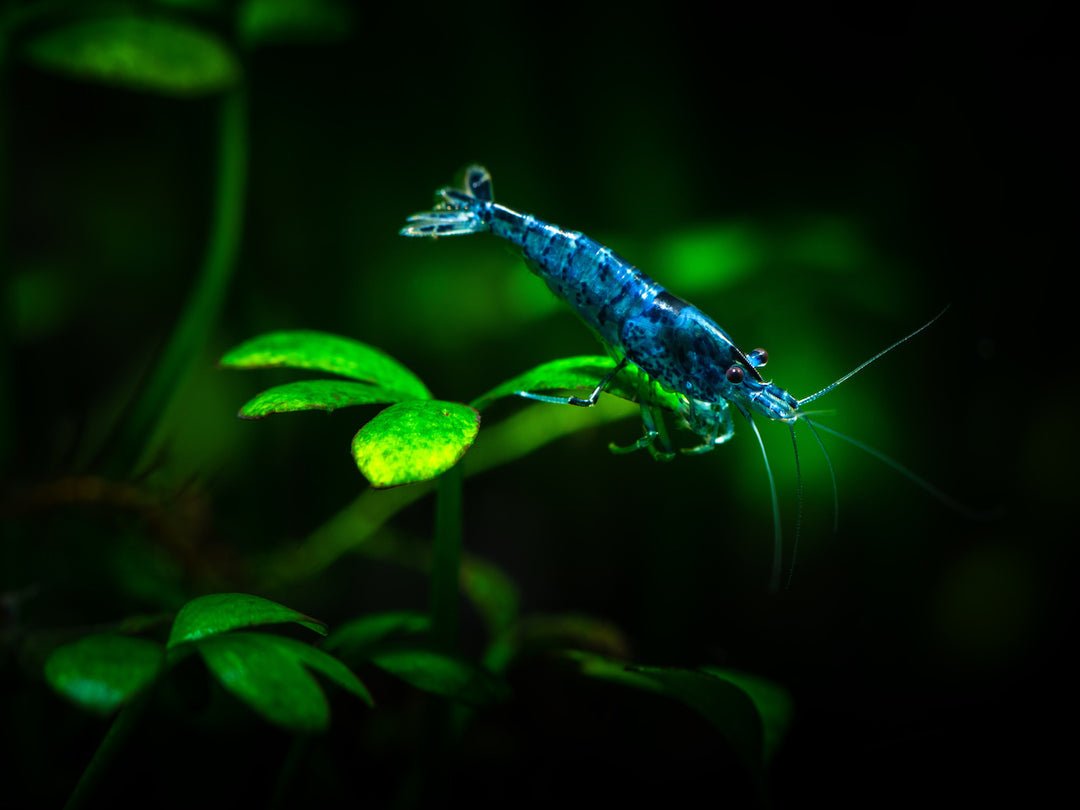 Zwerggarnele - Neocaridina davidi "Blue Velvet"