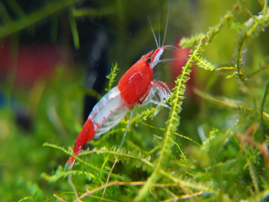 Zwerggarnele - Neocaridina davidi "Red Rili"