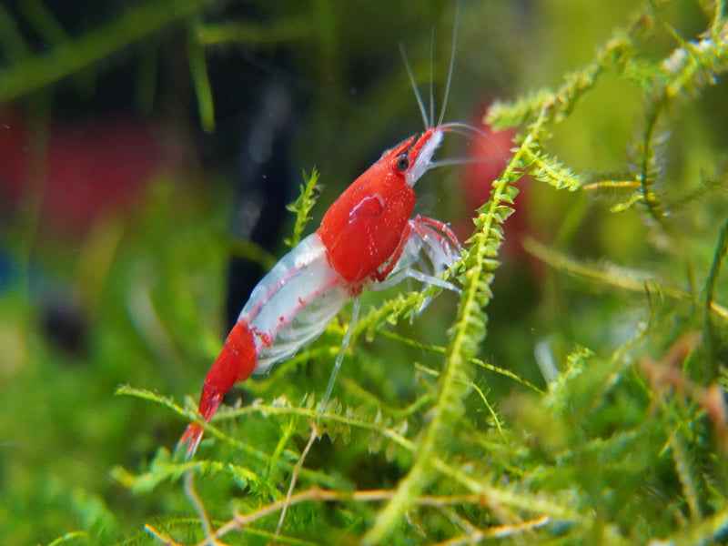 Zwerggarnele - Neocaridina davidi "Red Rili"