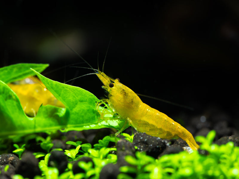 Zwerggarnele - Neocaridina davidi "Yellow fire"