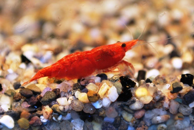 Zwerggarnele - Neocaridina davidi "Sakura Red Fire" XL