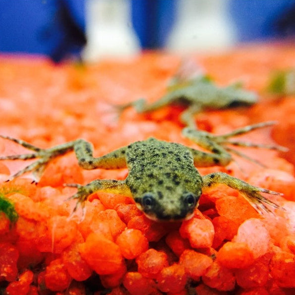 Zwergkrallenfrosch - Hymenochirus boettgeri