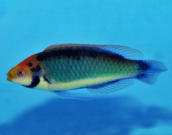 Rotaugen Zwerglippfisch
