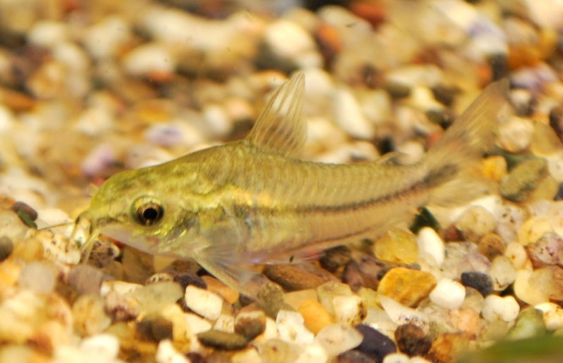 Zwergpanzerwels - Corydoras pygmaeus